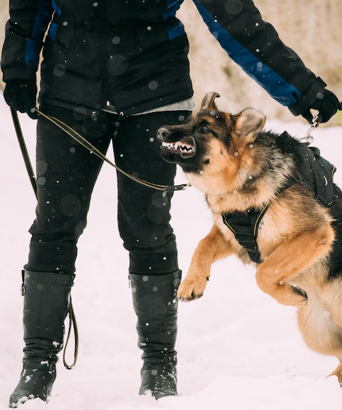 security guard training a german shepherd to be a police dog